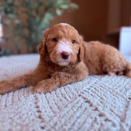 Simon - Parti male Goldendoodle puppy in Barstow, California from Golden Desert Doodles