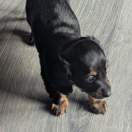 Elsa - Black and tan female Dachshund puppy in Hollow Rock, Tennessee from Cedarhills