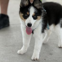 Jazzy - Tri-color male Border Collie puppy in Blue Ridge, Georgia from Hill Valley Border Collies