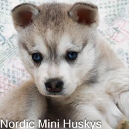 Boy 1 - Gray and white male Alaskan Klee Kai puppy in Klamath Falls, Oregon from Nordic Mini Huskys