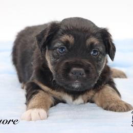Eeyore - Black tri male Miniature Australian Shepherd puppy in Weeki Wachee, Florida from Arlington's Mini Aussies