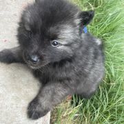 Keeshond Puppies from Kozy Keeshonden