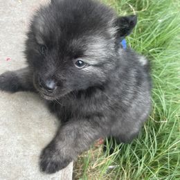 Keeshond Puppies from Kozy Keeshonden