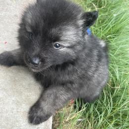 Keeshond Puppies from Kozy Keeshonden