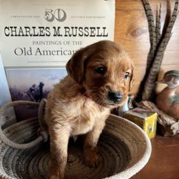 Maroon - Golden male Golden Retriever puppy in Leadore, Idaho from Gunsight Goldens