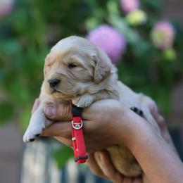 Rosemary - Golden female Golden Retriever puppy in Payette, Idaho from Stonewick Retrievers