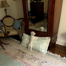 Cocker Spaniel Puppies from Timber Sunrise Cockers