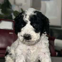 Mr Yellow - Black and white male Cockapoo puppy in Tampa, Florida from Mary Puppins