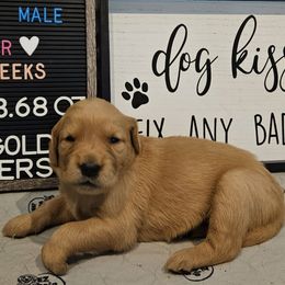Boy - Golden male Golden Retriever puppy in Montoursville, Pennsylvania from Wallace Golden Retriever's
