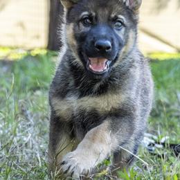 German Shepherd Puppies from Agrestal German Shepherds