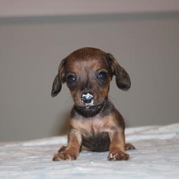 Junior Mint - Red male Dachshund puppy in Okeechobee, Florida from Far Far Away Dachshunds