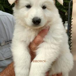 Berger Blanc Suisse and German Shepherd Puppies from Vom Hundhaus German Shepherds