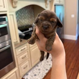 Girl 2 - Dapple female Dachshund puppy in Lexington, Kentucky from The Wienery