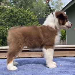 Australian Shepherd Puppies from Solace Australian Shepherds