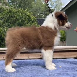 Australian Shepherd Puppies from Solace Australian Shepherds