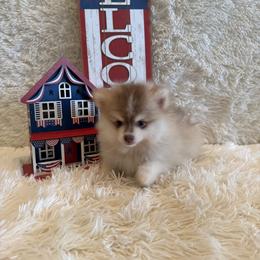 Justin - Red and white male Pomsky puppy in Bucyrus, Missouri from Hill Top Pomskies