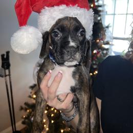 Boxer Puppies from Reynolds Homestead Boxers