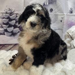 Bernedoodle puppies from TLC by the Lake Standard Poodle and Doodles