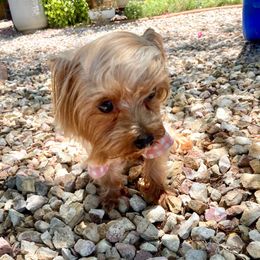 Oliver - Yorkshire Terrier