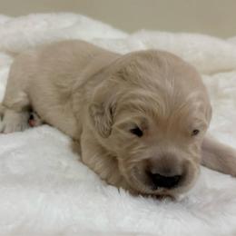 Minnow - Light golden female Golden Retriever puppy in Seville, Ohio from Retriever Ranch