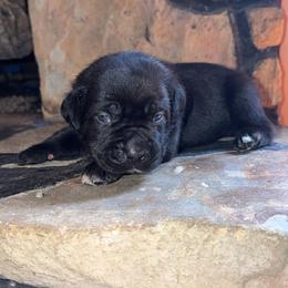 Orange Collar Female - Black female Cane Corso puppy in Jasper, Alabama from C&M Cane Corso