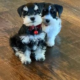 Miniature Schnauzer Puppies from My Amazing Miniature Schnauzers