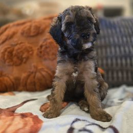 Millie - Black tri-color female Aussiedoodle puppy in Prescott Valley, Arizona from Ramirez Family Doodles
