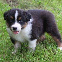 Palmer - Black tri-color male Australian Shepherd puppy in Kansas, Oklahoma from Windy G Farm