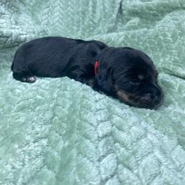 Mitzi - Black and tan female Dachshund puppy in Richmond, Virginia from Paw Prints