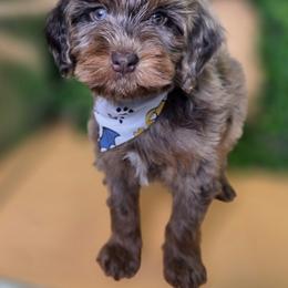 Hugo - Merle male Goldendoodle puppy in Decatur, Tennessee from Diamond's Doodles