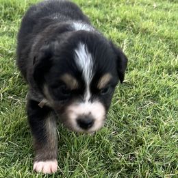 Cakepop - Black Australian Shepherd puppy in Guthrie, Oklahoma from Robertson’s Aussies