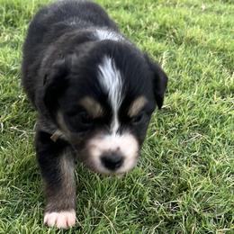 Cakepop - Black Australian Shepherd puppy in Guthrie, Oklahoma from Robertson’s Aussies