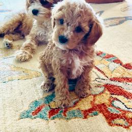Dasha - Apricot female Cavapoo puppy in Bozeman, Montana from Montana Cavapoo