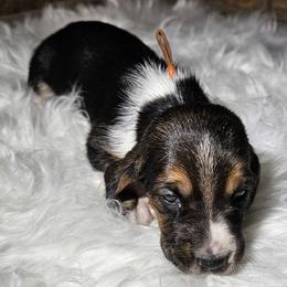 Girl 2 - female Basset Hound puppy in Richland Hills, Texas from The Basset Family