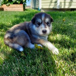 Companion Cross and Siberian Husky Puppies from Hatfield Huskies