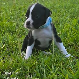 Boxer Puppies from Amanda Edwards