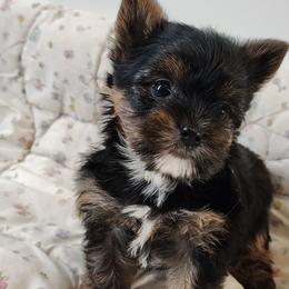 Jiminy Cricket - Black and tan male Yorkshire Terrier puppy in Pine Grove, Pennsylvania from Cathy Burns