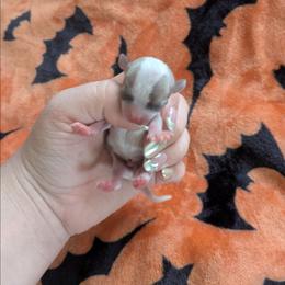 Blake - Blue and white male Chihuahua puppy in Amity, Pennsylvania from Baxters Chihuahuas