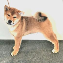 Shiba Inu from KurguzkinShiba