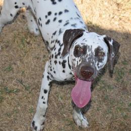 Winnie - White and liver brown female Dalmatian puppy in Weatherford, Texas from Texas Legacy Dalmatians