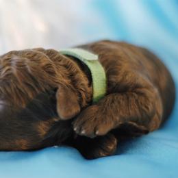 Lagotto Romagnolo Puppies from Morena