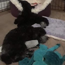 Poodle Puppies from Aurak