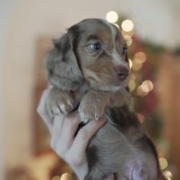 Boy 3 - Dapple male Dachshund puppy in Kingwood, Texas from Southern Pearl Doxies