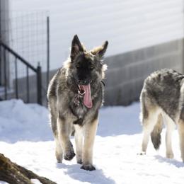 Shiloh Shepherd All Grown Up from NewMoon Shiloh Shepherds
