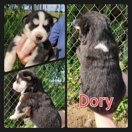 Siberian Husky Puppies from Haase Family Kennels