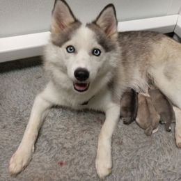 Gracie - Pomsky