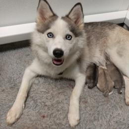 Gracie - Pomsky