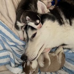 Siberian Huskies from Royal Husky’s