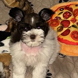 Miniature Schnauzer Puppies from Von Baron Schnauzers