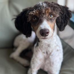 Ruby - Poodle
